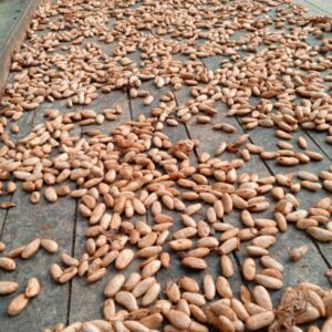 Cerezas de Cacao Orgánico