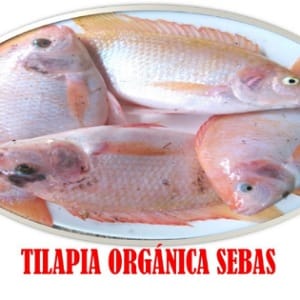 Tilapia Organica Sebas