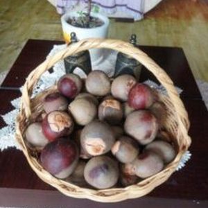 Pepas de aguacate