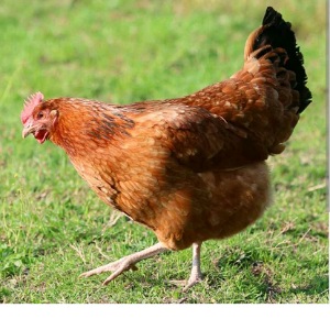 Pollos en pie y pelados