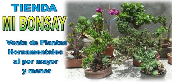 TIENDA MI BONSAY
