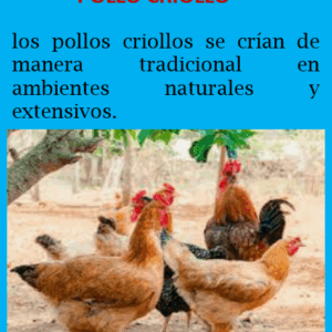 Pollo Criollo