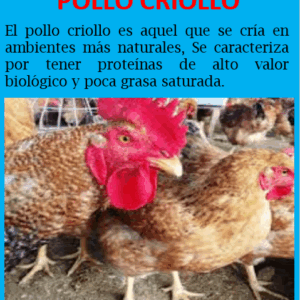 Pollo Criollo