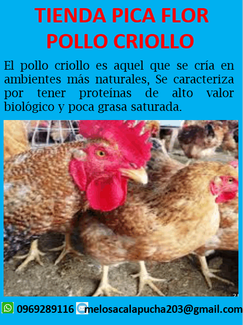 Pollo Criollo