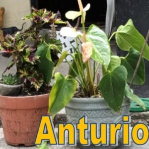Anturio