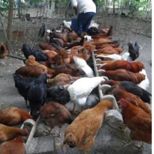 Huevos de gallina criolla