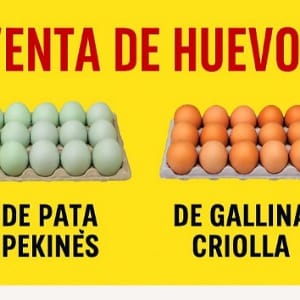 Huevo de patos