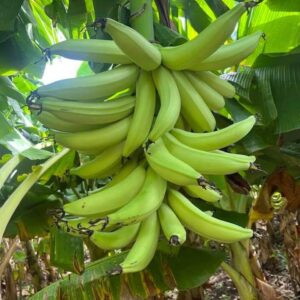 Racima de plátano barraganete