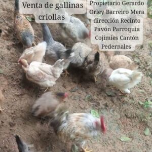Gallina criolla