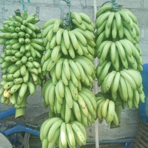 Guineo de ceda y guineo orito