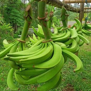 Plátano barraganete