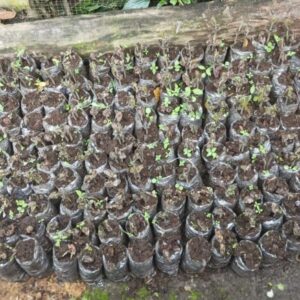 Plantas de cacao de dos yemas injerto