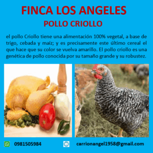 Pollo criollo