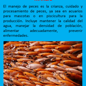 Asesoramiento Manejo