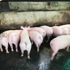 Chanchos de dos meses