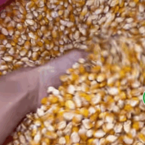 Maíz de exportación