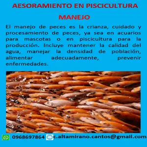 Asesoramiento Manejo