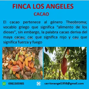 Cacao