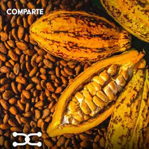 Cacao seco y en baba