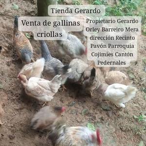 Gallina criolla
