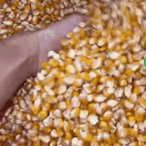 Maíz de exportación