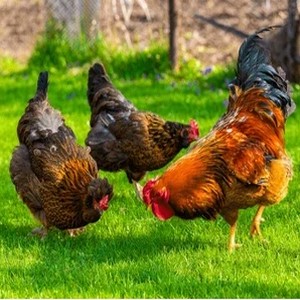 Pollo de campo