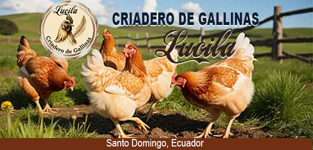 Criadero de Gallina Lucila
