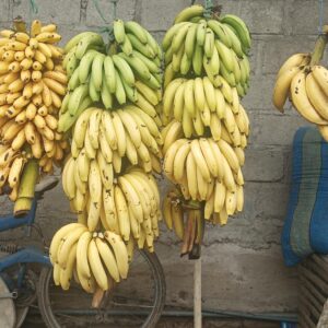 Guineos y plátanos maduros