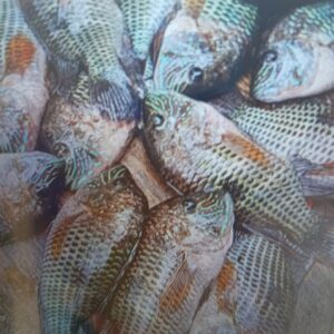 Pescado de agua dulce