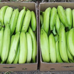 Plátano garrabanete