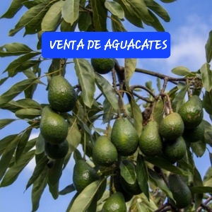 VENTA DE AGUACATES