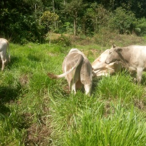 Ganado vacuno en vivo venta por arrobas
