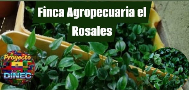 Finca Agropecuaria el Rosales
