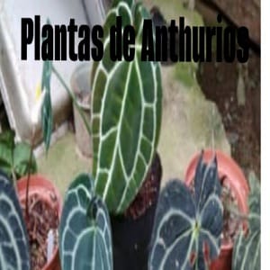 Anthurium crystallinum