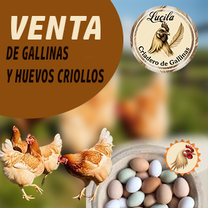 Venta de Gallinas