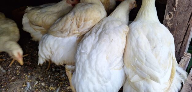 POLLOS DE CAMPO JALEXA