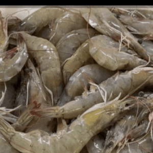 Camarón por libra y al por mayor