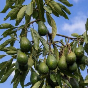 Aguacate grande