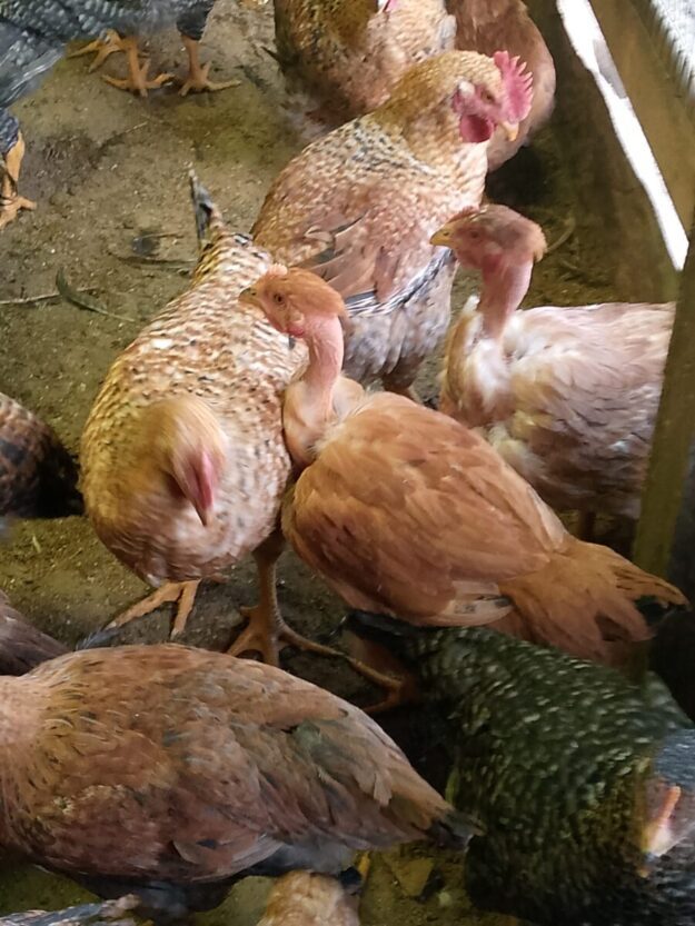 Venta de gallinas y gallos