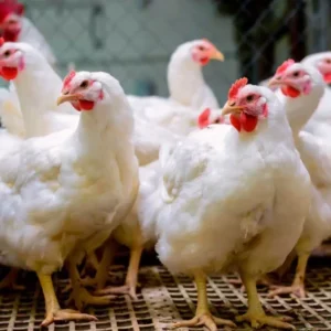 Pollo blanco de granja