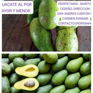 Aguacate de Seda