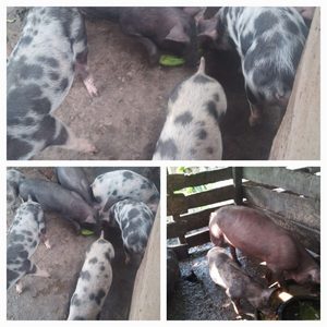 Chanchos criollos