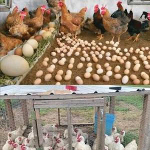 Gallinas