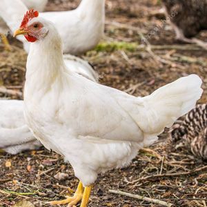 Pollo blanco de granja