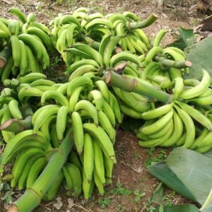 Plátano garrabanete