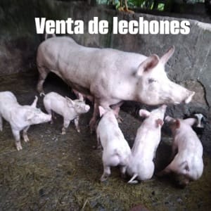 Venta de lechones