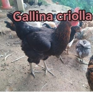 Venta de gallinas criollas