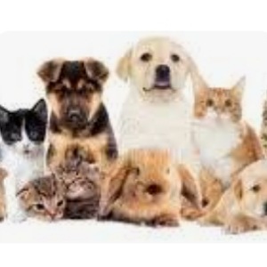 Desparacitacion mascotas