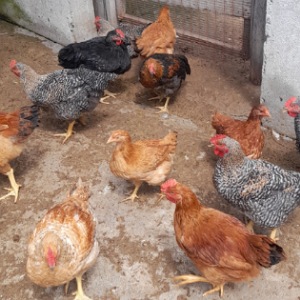 Pollos camperos en pie