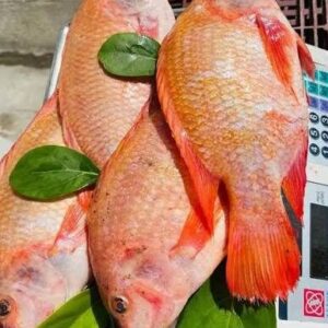 Tilapia roja fresca al por mayor y menor